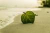 bord-plage-feuille